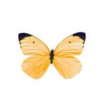 LIGHT ORANGE