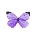 LIGHT PURPLE $0.00