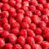 Frudeco – Aug ’26 – 97